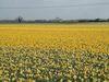 Daffs in early debut