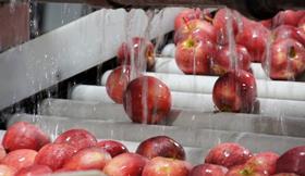 US Washington apples sorted