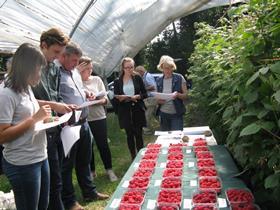 AHDB raspberry variety trials 2018