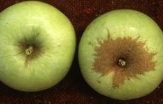 Stem end russets on Golden Delicious