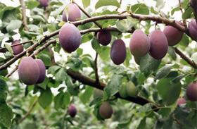 Plum
