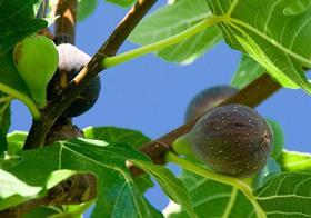 Figs