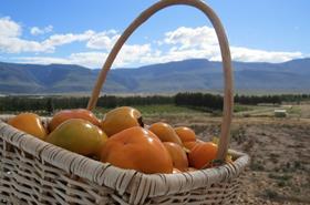 Sharon fruit South Africa