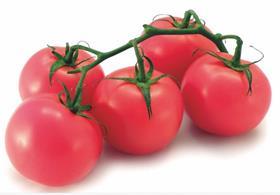 Casi pink tomatoes