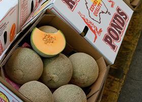 rockmelon export australian