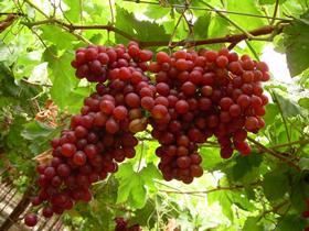 Peruvian grapes