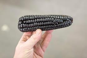 Black Corn - New Covent Garden Market