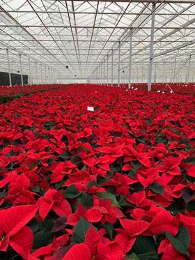 poinsettias