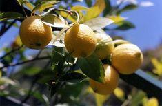 Prices strong as market prepares for supply switch