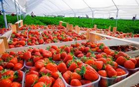 HR strawberries Fragaria