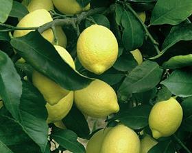 Chile lemons