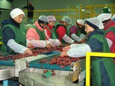 Copefrut is anticipating a sales boost