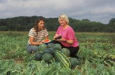 ARS researches watermelons