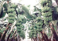 Banana plants are under disease threat in Dominica