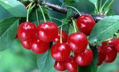 Cherries have driven growth for Sainsbury's