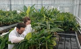 WUR banana research Fernando Garcia-Bastidas