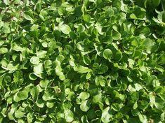 Lamb's Lettuce name to stay