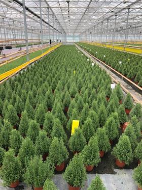 waitrose rosemary xmas trees