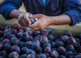 South African plums