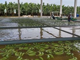 Ecuador organic bananas