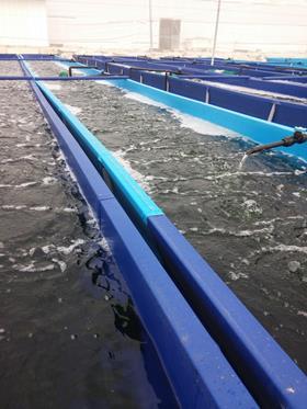 Israel seaweed Avara Exports