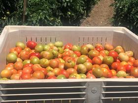 Oppy Oceanside Pole tomatoes