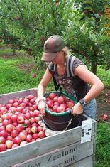 NZ apple focus set to change