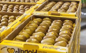 IT Jingold kiwifruit