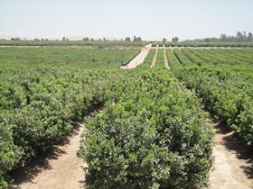 Peru irrigation