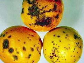 Citrus black spot disease