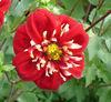 Dahlia Festivo