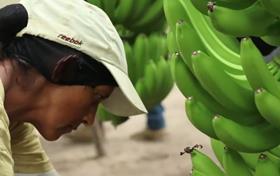 Equal Exchange fairtrade bananas