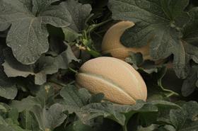 Pearlina melon Israel