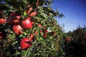 New Zealand apples