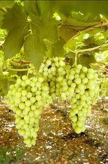 High hopes for Spanish grape season