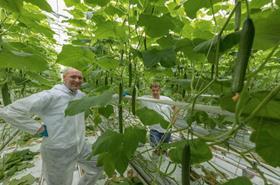 Rijk Zwaan high-wire cucumbers