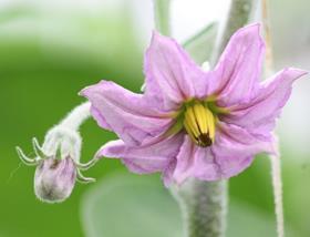 aubergine flower