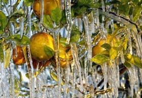 Argentina lemon frosts