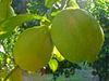 Strikes and strife dominate tricky SA citrus season