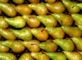 Catalan pears