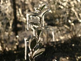 berries frost