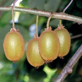 French kiwifruit