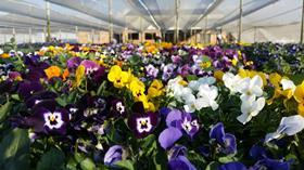 Yukon South Africa edible flowers