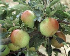 Apples under threat from price cuts