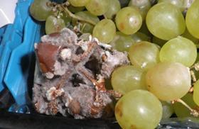 Rotten grapes 2