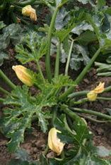 Vegetable sector mourns loss of British summer