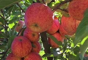Chilean organic Royal Gala apples.