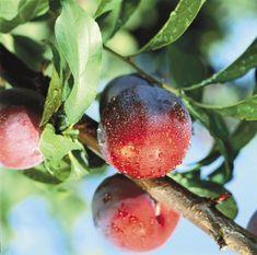 Plum job for Foods from Spain