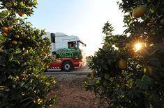 Collecting citrus for Capespan