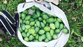 New Zealand Feijoas copy